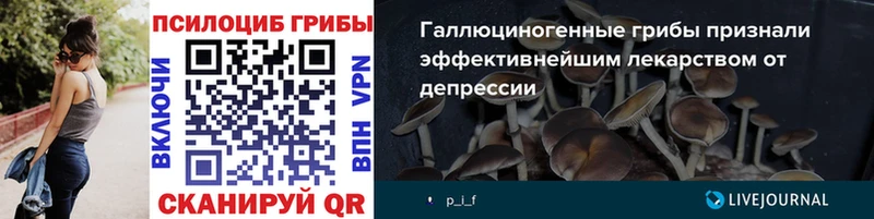 как найти Алагир Галлюциногенные грибы Psilocybine cubensis